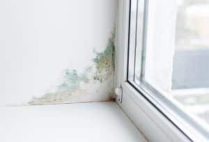 corner by window with mold